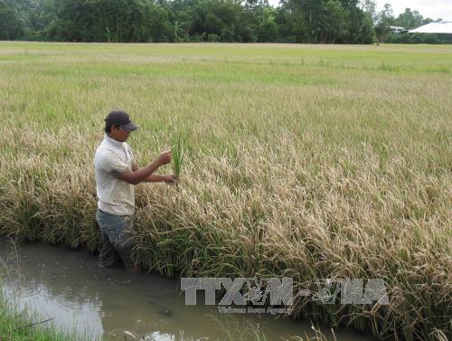 Dùng giống lúa ngắn ngày cho vụ đông xuân 
